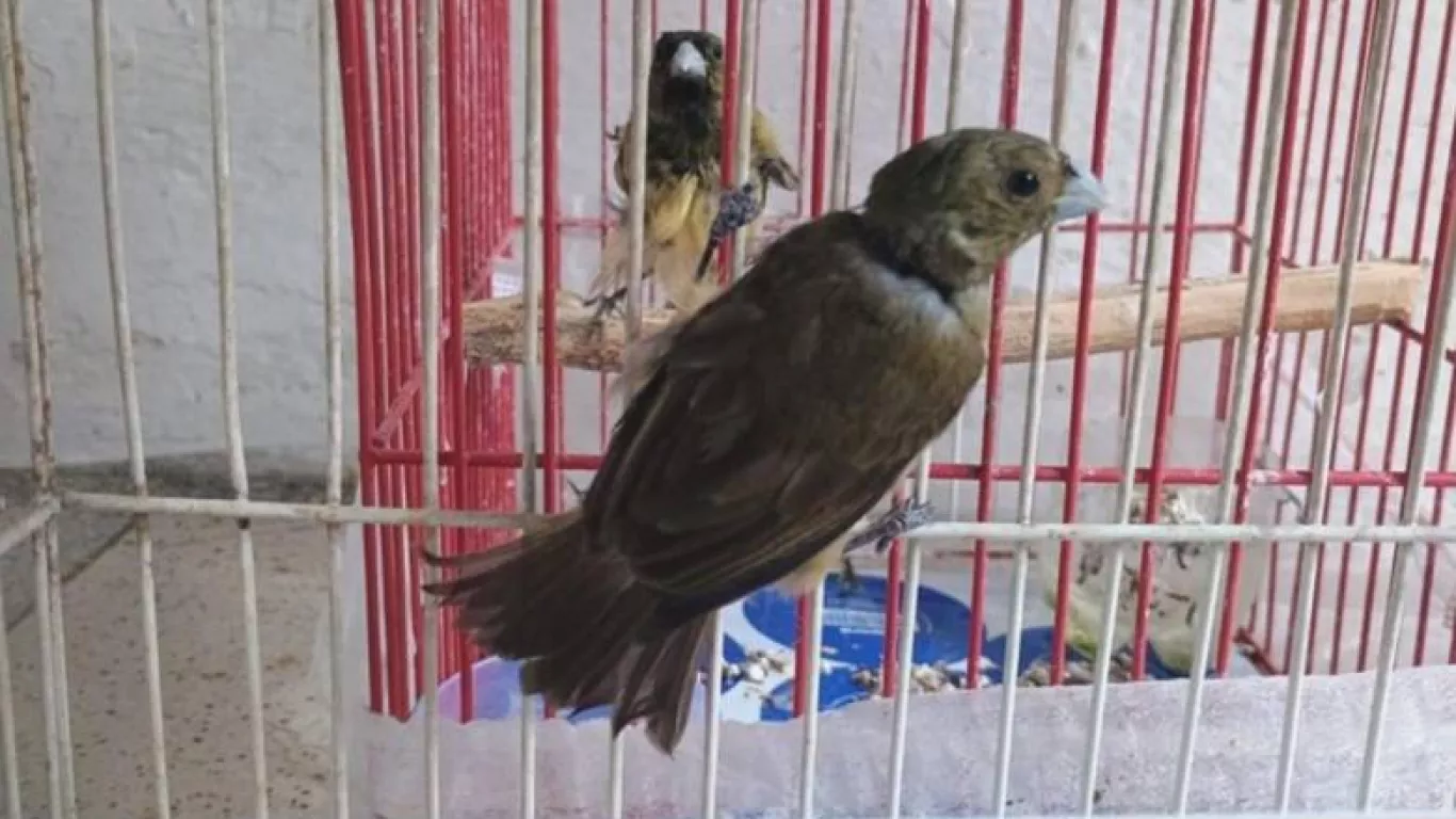 rescate aves