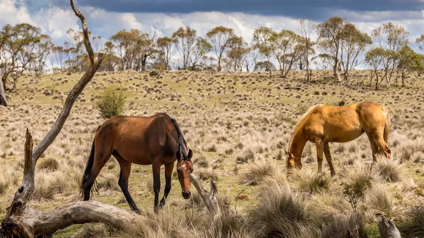 Caballos salvajes Australia