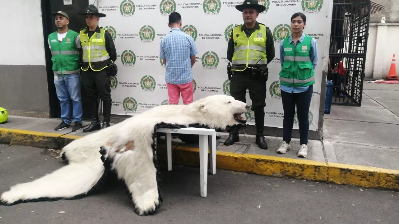 piel de oso polar