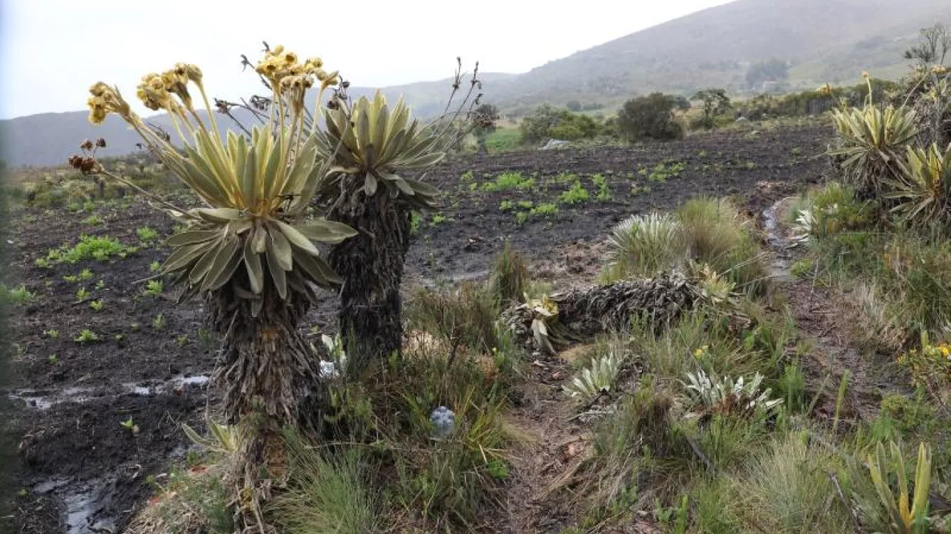 Frailejones corpoboyaca