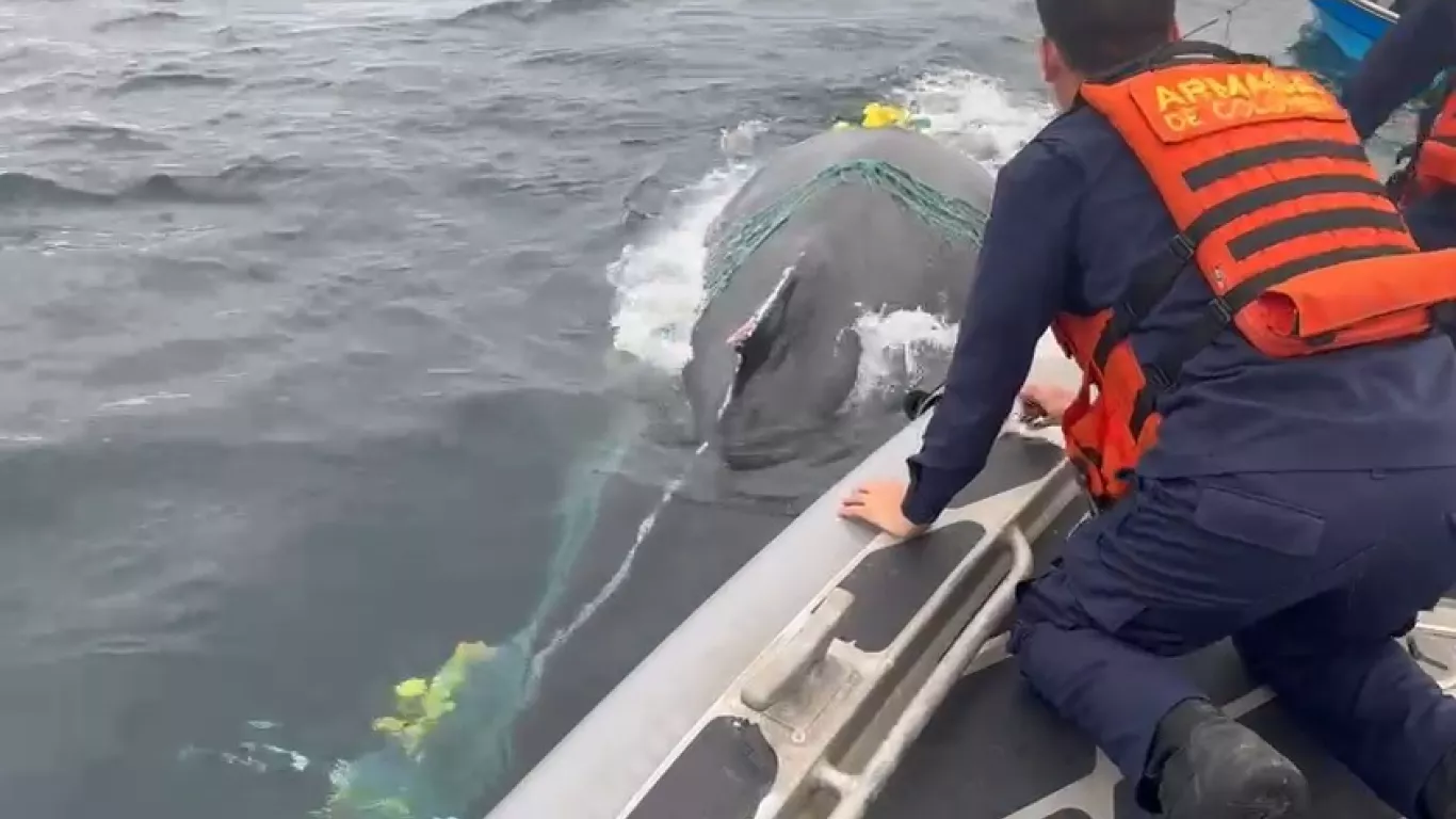 Liberación Ballena