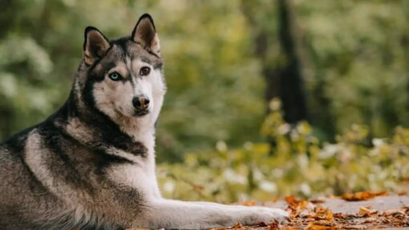 perro husky