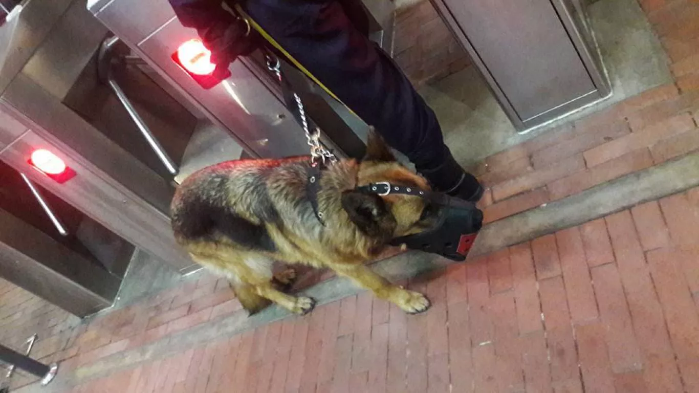 perro en transmilenio