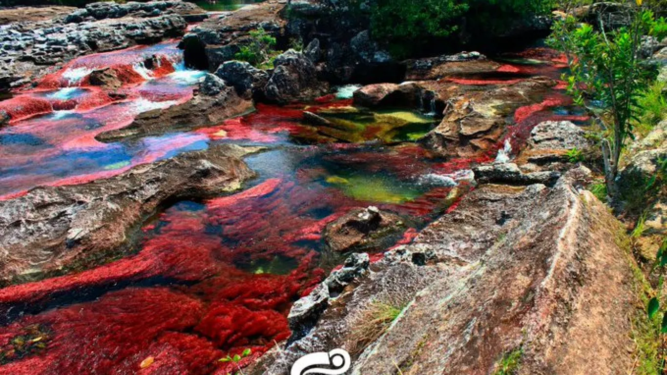 CAÑO CRISTALES 24