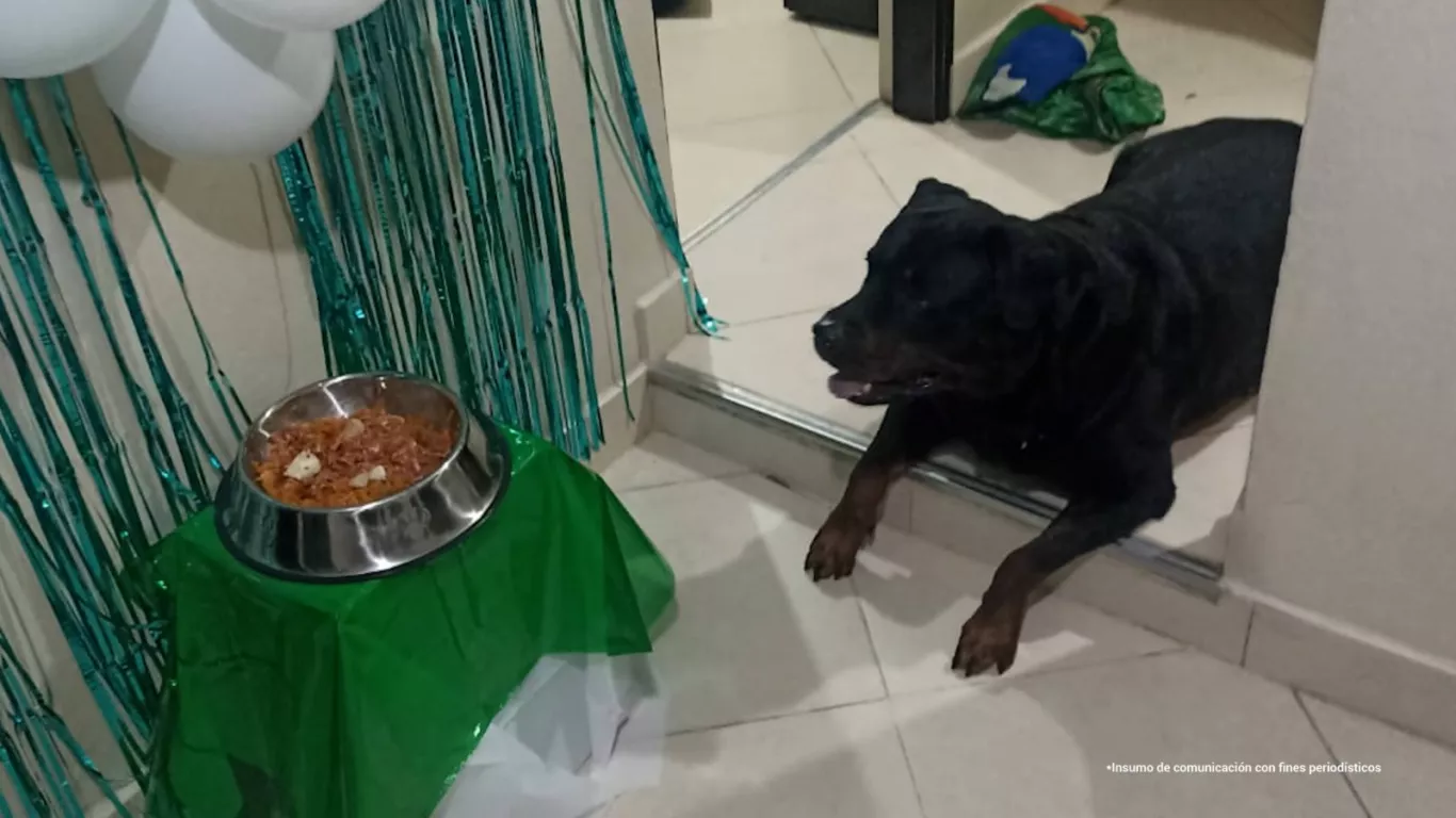 Perrito "Aquiles"
