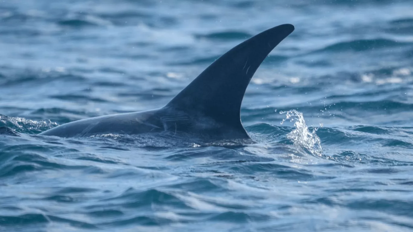 Cites prohíbe comercio internacional de mantarraya