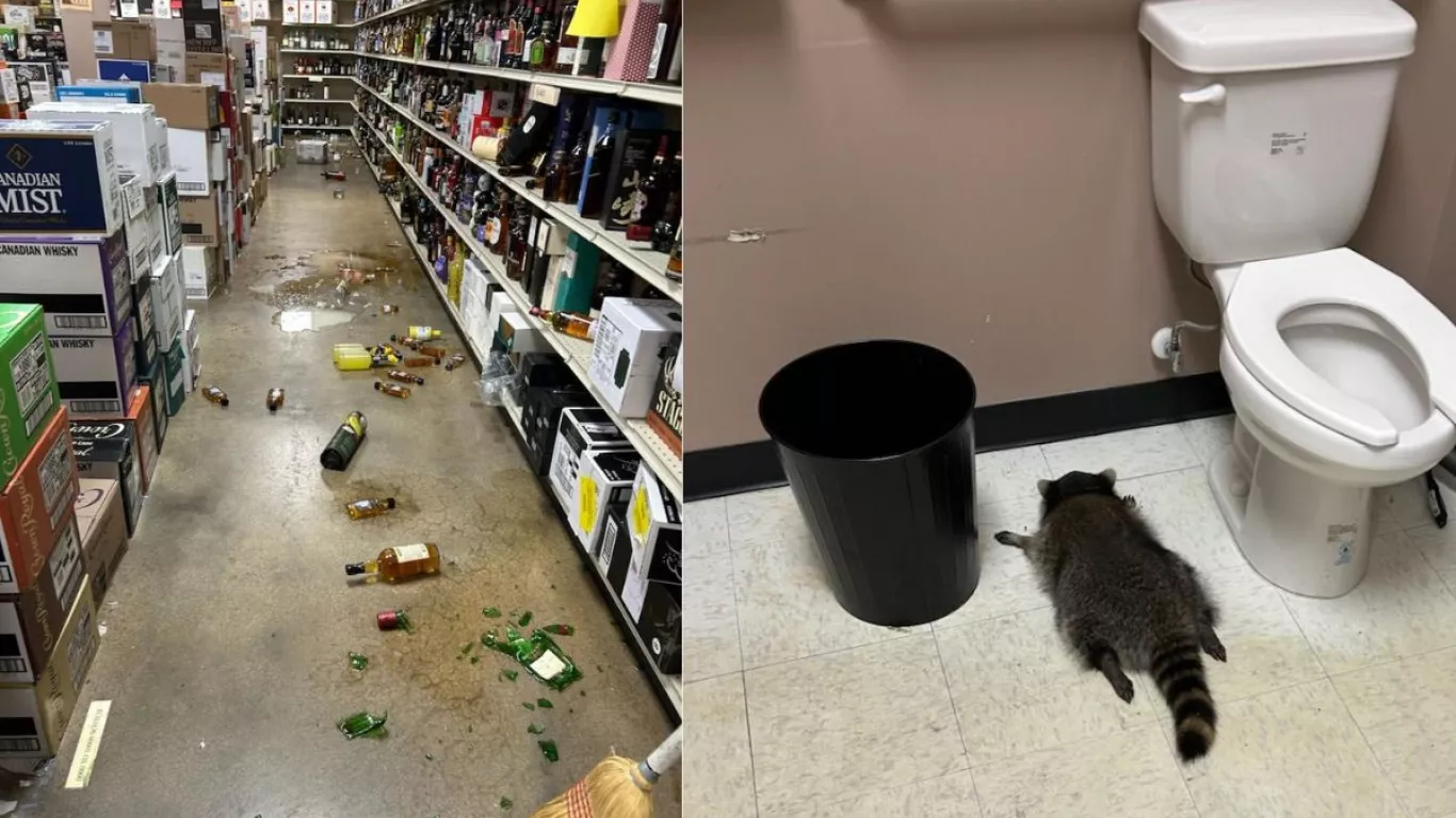 Mapache se emborrachó tras beber de varias botellas en una licorería del estado de Virginia, en Estados Unidos