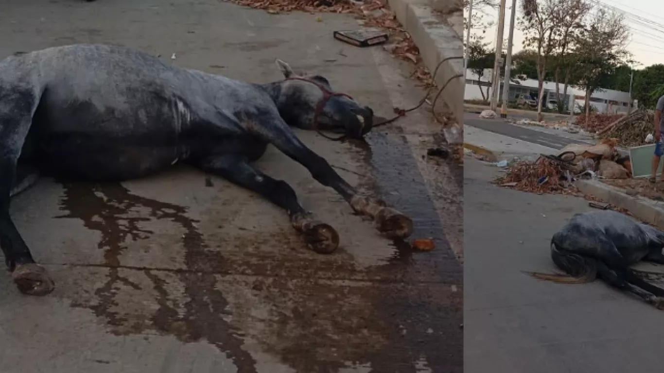 Muerte de caballo en Valledupar