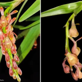 Epidendrum rasmussenii