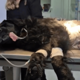 Perro baleado boyacá